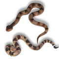 2 Realistic Fake Snakes for Garden Bird Deterrent & Prank Props - CJMYHOME Set of Rattlesnake and Pit Viper