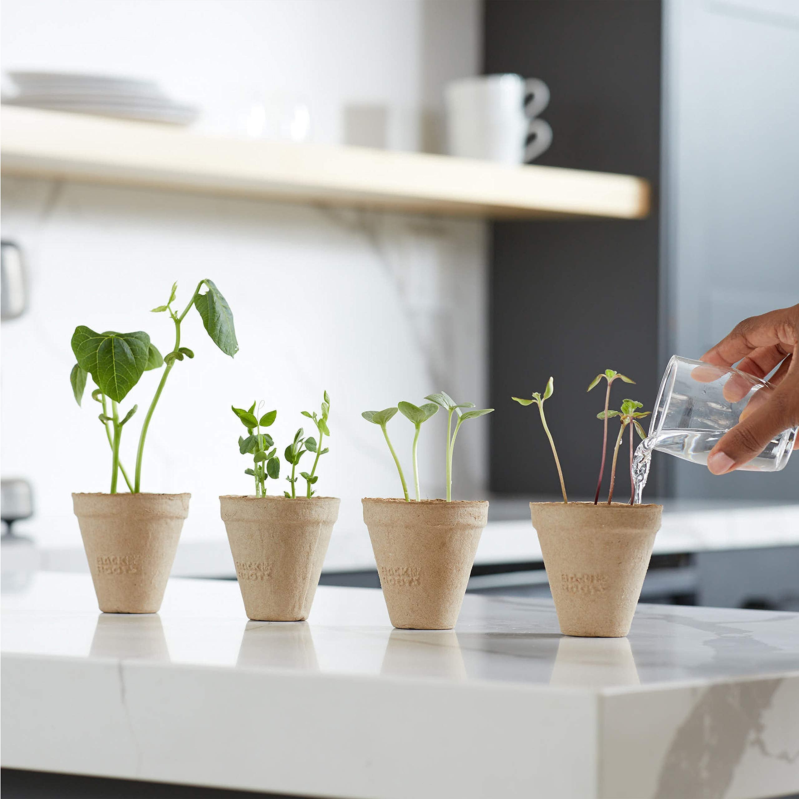 Back to the Roots Kids Science Grow Kit: Organic Bean & Watermelon Gardening Set (2-Pack)