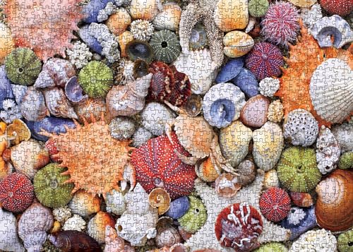 BBOLDIN Colorful Seashell 1000 Piece Puzzle – Ocean Beach Jigsaw for Adults, Marine Hawaii Theme