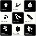 Chunky Deli Garden for Baby High Contrast Cards – 10 Laminated Black & White Sensory Cards for Newborn Vision and Tummy Time