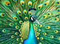 Cross & Glory Emerald Peacock 1000-Piece Jigsaw Puzzle – Satin Finish, 20x27 Inches