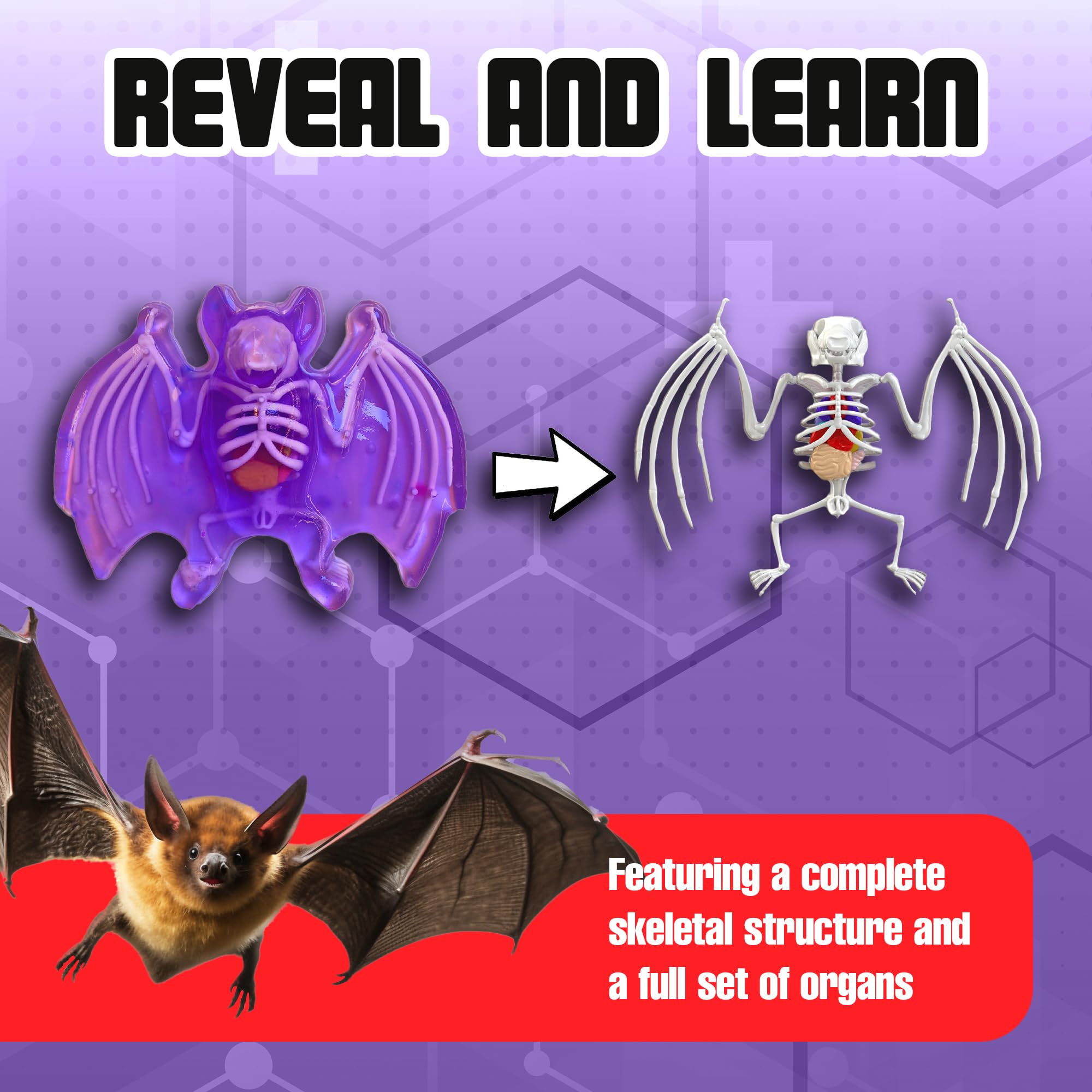Dissect It Bat Dissection Kit: Synthetic STEM Anatomy Toy for Kids Ages 6+