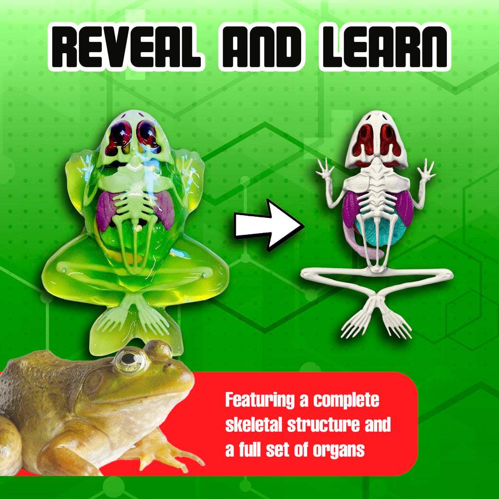 Dissect It Synthetic Frog Dissection Kit for Kids - STEM Anatomy Learning Toy Ages 6+