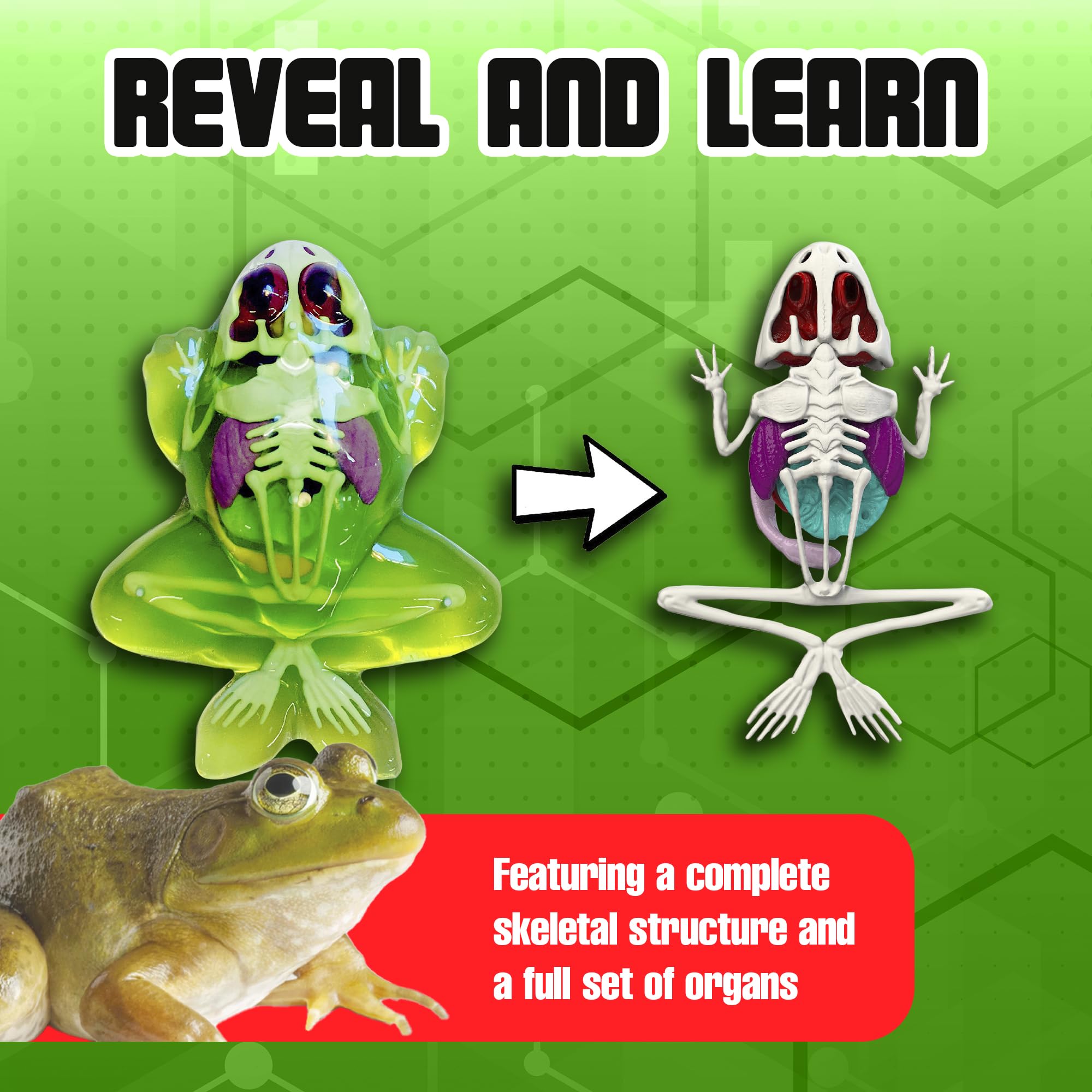 Dissect It Synthetic Frog Dissection Kit for Kids - STEM Anatomy Learning Toy Ages 6+