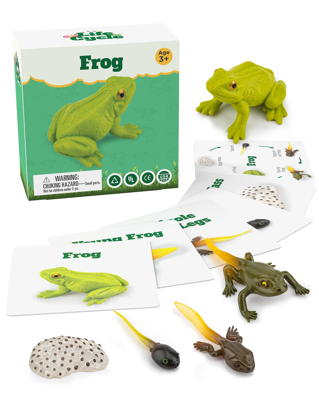 Frog Life Cycle Kit with Matching Cards – Montessori Animal Figurines for Ages 3-10
