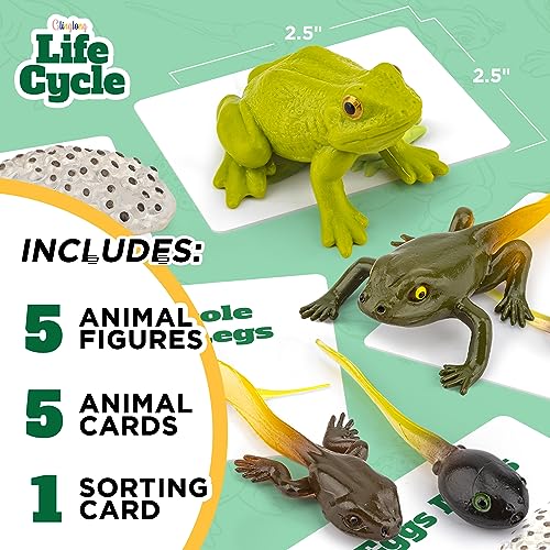 Frog Life Cycle Kit with Matching Cards – Montessori Animal Figurines for Ages 3-10