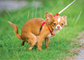Funny Pooping Chihuahua 1000-Piece Jigsaw Puzzle - Hilarious Gag Gift for Dog Lovers
