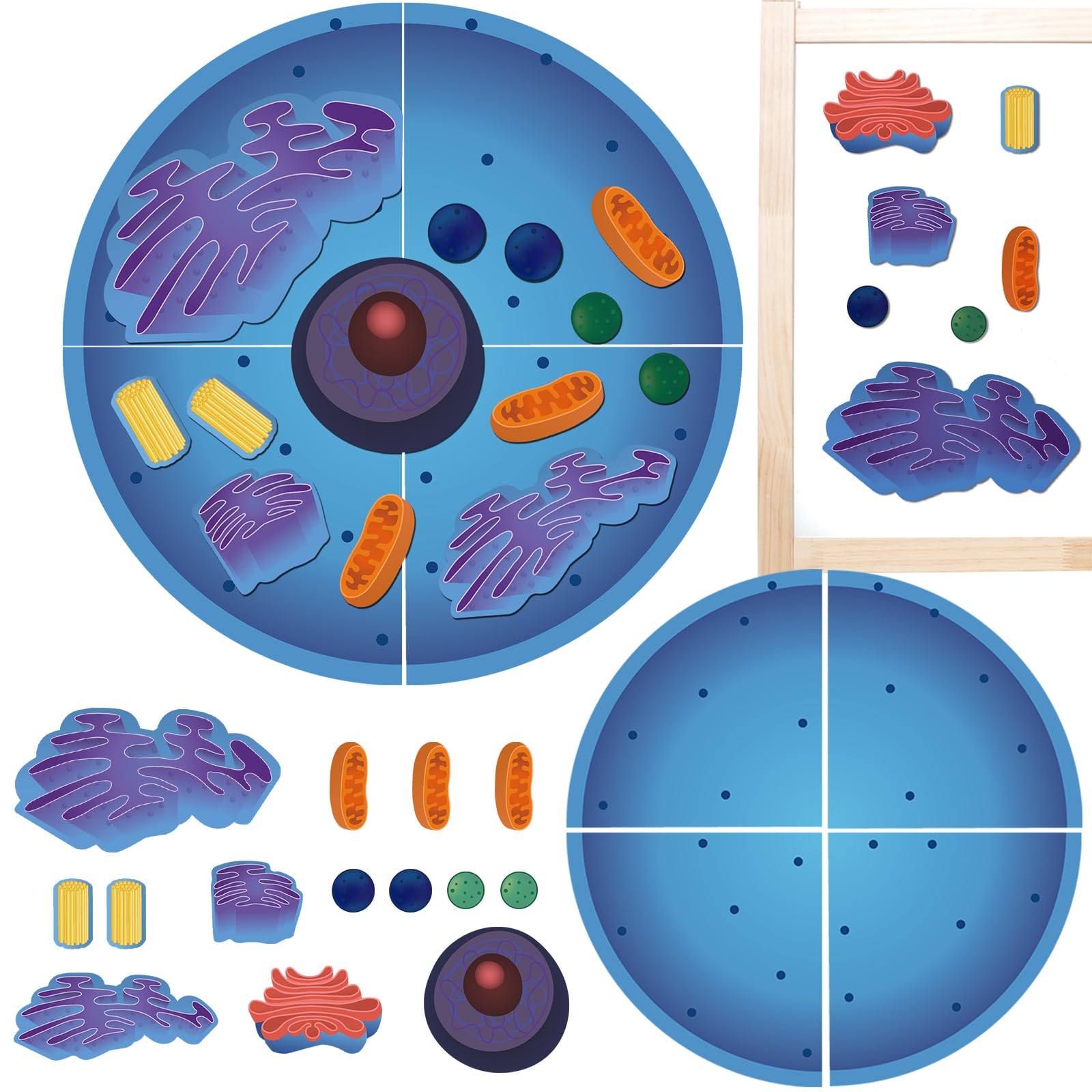Leitee 18-Piece Magnetic Animal Cell Model Set for Interactive Biology Learning on Whiteboards
