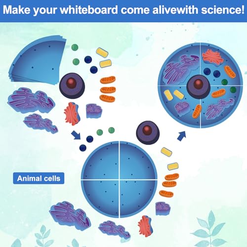 Leitee 18-Piece Magnetic Animal Cell Model Set for Interactive Biology Learning on Whiteboards