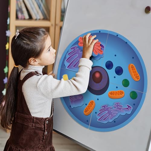 Leitee 18-Piece Magnetic Animal Cell Model Set for Interactive Biology Learning on Whiteboards