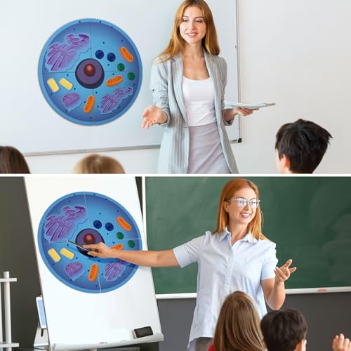 Leitee 18-Piece Magnetic Animal Cell Model Set for Interactive Biology Learning on Whiteboards