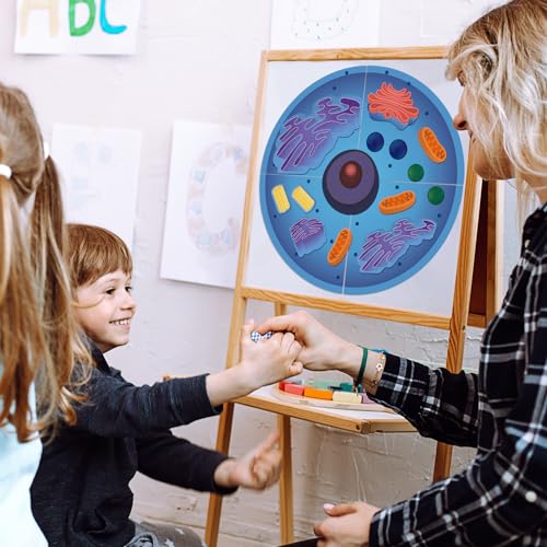 Leitee 18-Piece Magnetic Animal Cell Model Set for Interactive Biology Learning on Whiteboards