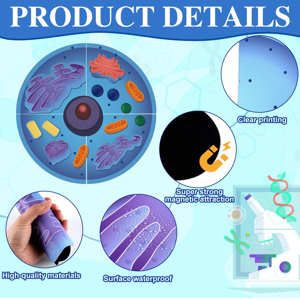 Leitee 18-Piece Magnetic Animal Cell Model Set for Interactive Biology Learning on Whiteboards