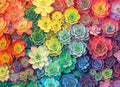 Lucky Puzzles Rainbow Roots and Shoots 1000-Piece Jigsaw Puzzle – Colorful Succulent Garden Art