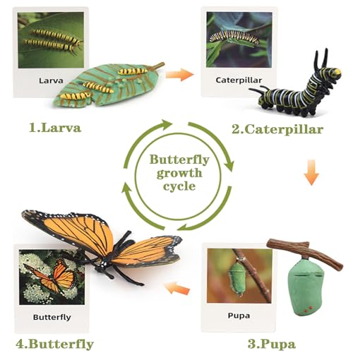 Mbrain Butterfly Life Cycle Toys - 4 Stage Growth Figures with Flash Cards for Kids Ages 3+