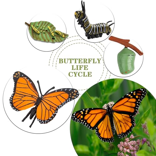 Mbrain Butterfly Life Cycle Toys - 4 Stage Growth Figures with Flash Cards for Kids Ages 3+