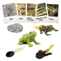Mbrain Frog Growth Cycle Toy Set with Flash Cards – 5 Stages & Montessori Matching Game