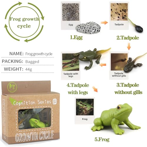 Mbrain Frog Growth Cycle Toy Set with Flash Cards – 5 Stages & Montessori Matching Game