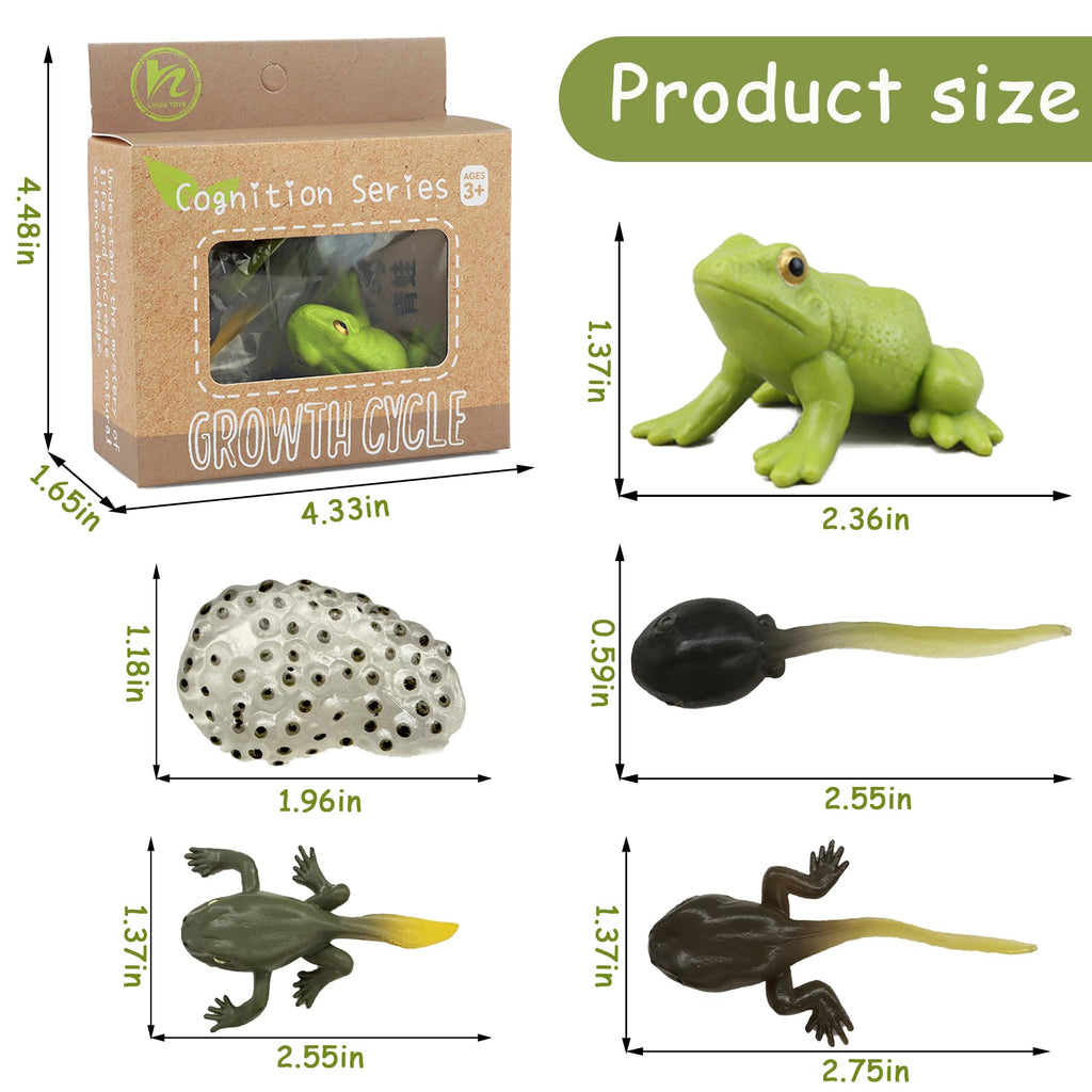 Mbrain Frog Growth Cycle Toy Set with Flash Cards – 5 Stages & Montessori Matching Game