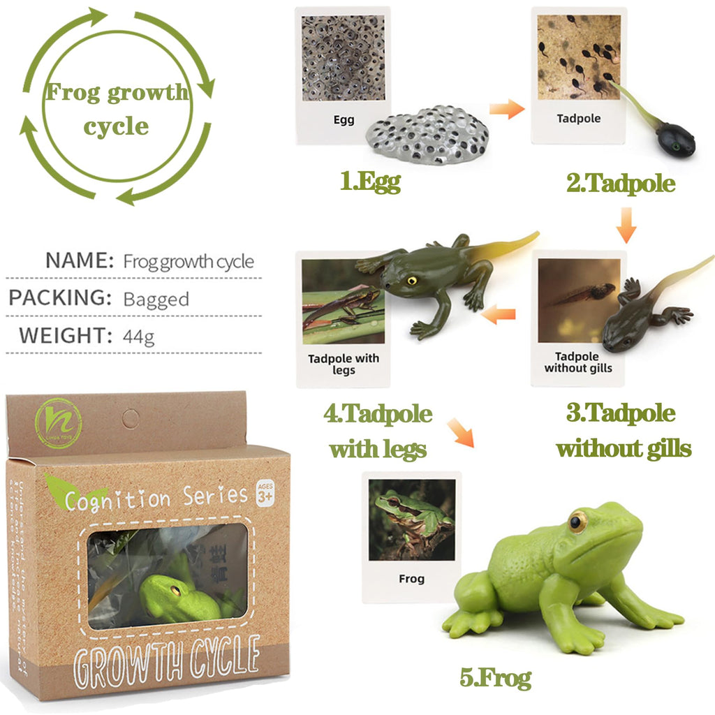 Mbrain Frog Growth Cycle Toy Set with Flash Cards – 5 Stages & Montessori Matching Game
