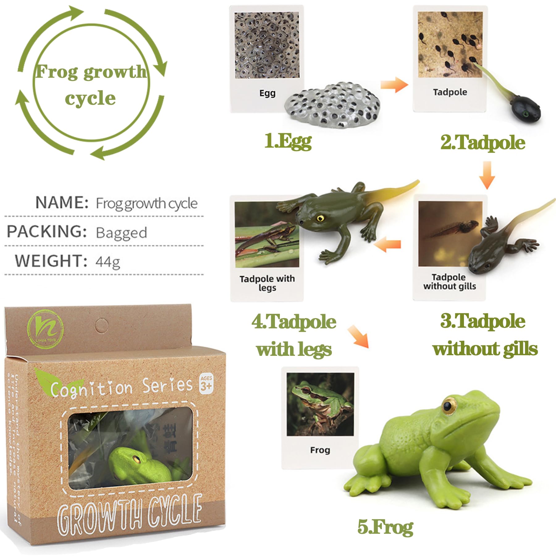Mbrain Frog Growth Cycle Toy Set with Flash Cards – 5 Stages & Montessori Matching Game