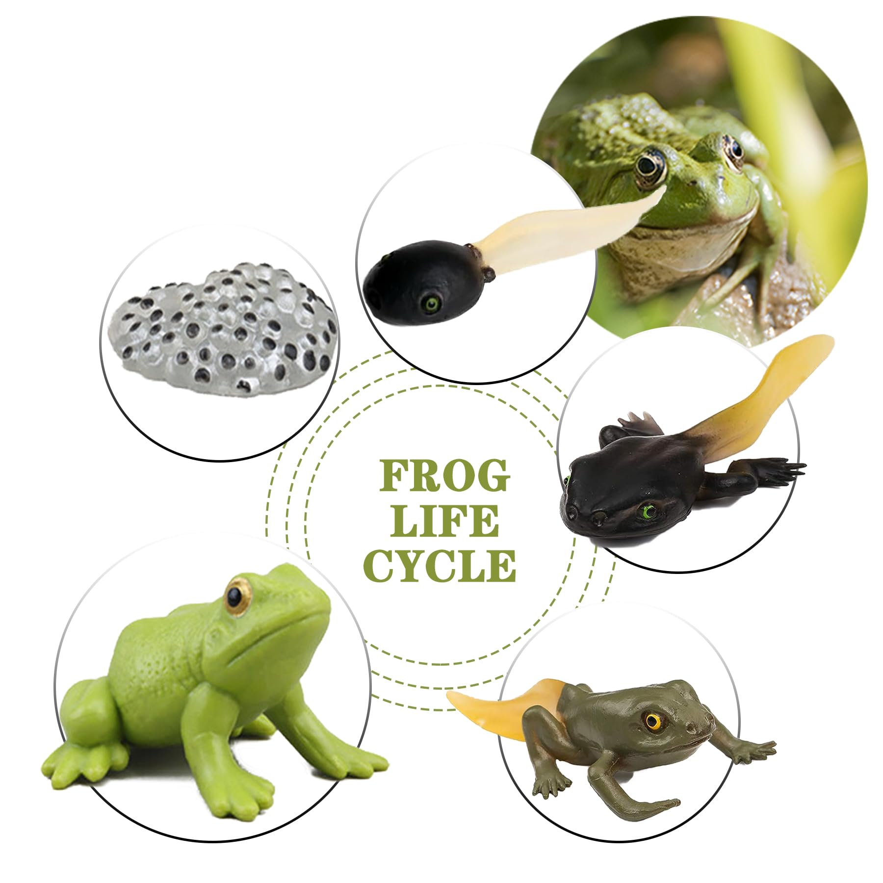 Mbrain Frog Growth Cycle Toy Set with Flash Cards – 5 Stages & Montessori Matching Game
