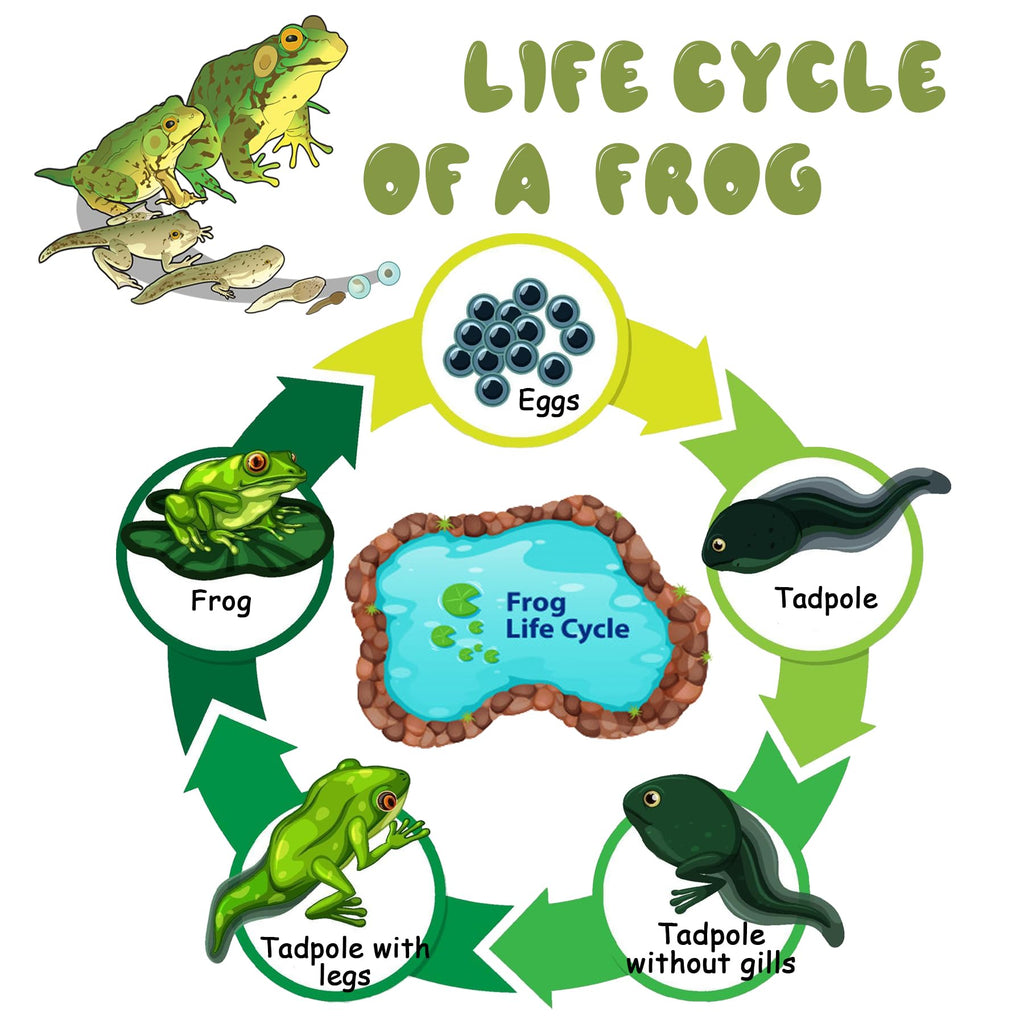 Mbrain Frog Growth Cycle Toy Set with Flash Cards – 5 Stages & Montessori Matching Game