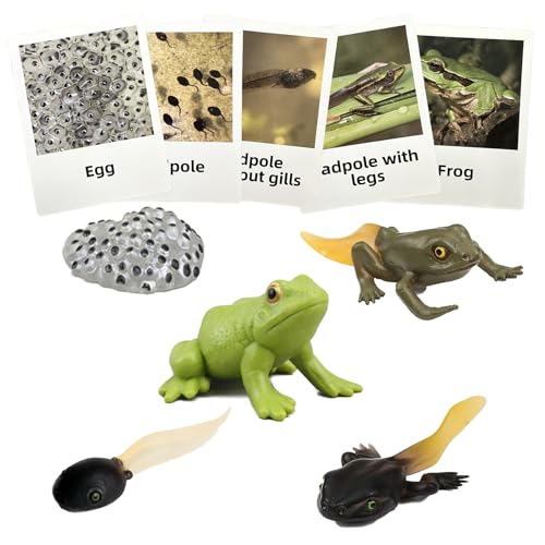 Mbrain Frog Growth Cycle Toy Set with Flash Cards – 5 Stages & Montessori Matching Game