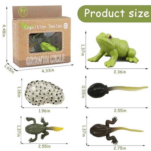 Mbrain Frog Growth Cycle Toy Set with Flash Cards – 5 Stages & Montessori Matching Game