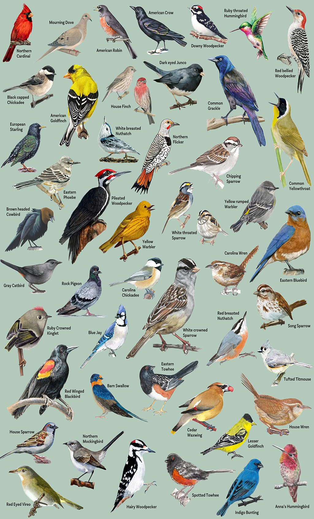 PICKFORU 1000 Piece Bird Puzzle – Backyard Birds of North America with 47 Species Labeled