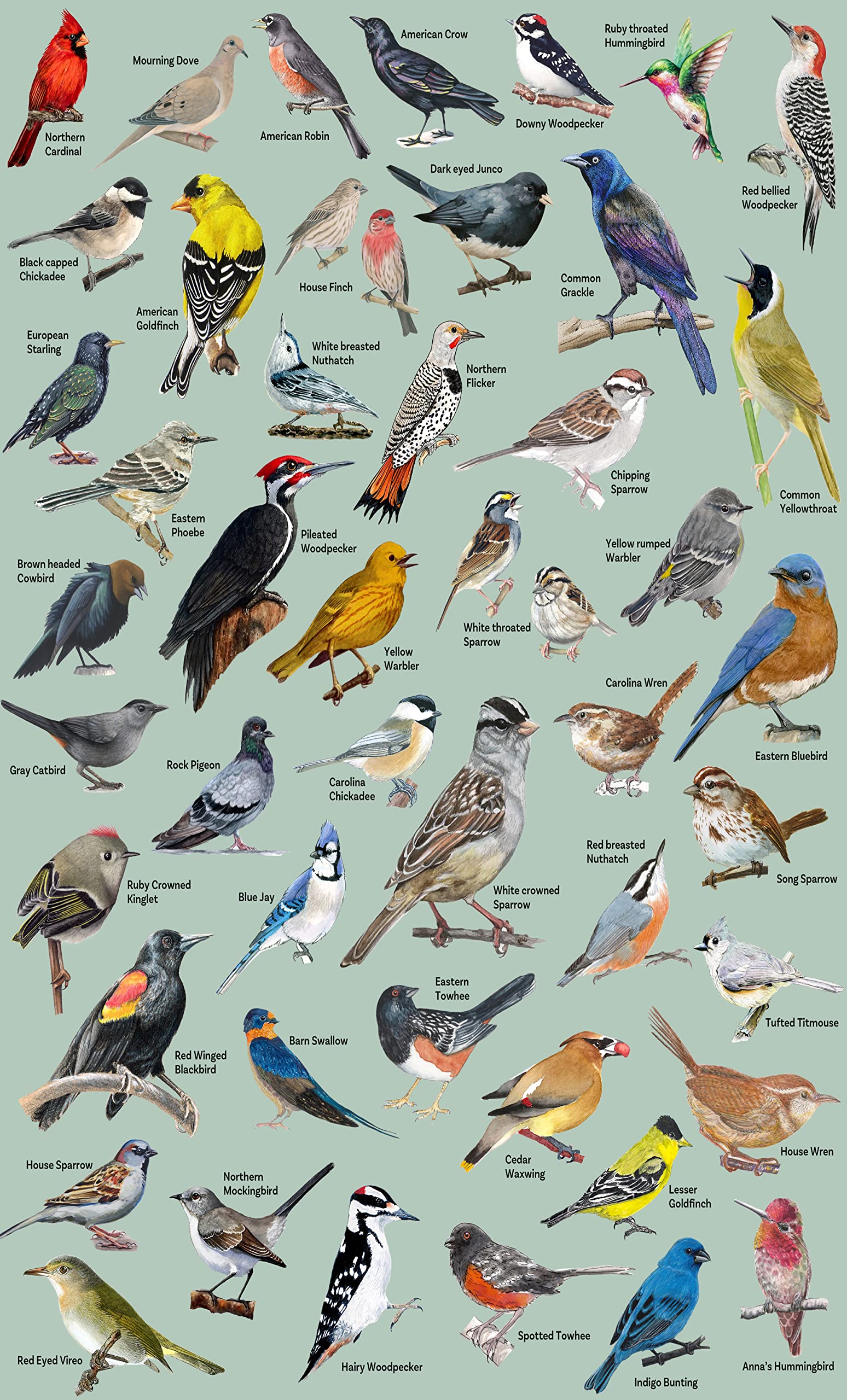 PICKFORU 1000 Piece Bird Puzzle – Backyard Birds of North America with 47 Species Labeled