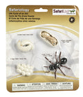 Safari Ltd. Ant Life Cycle Set – 4 Hand-Painted Figurines for Ages 4+