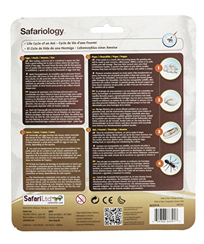 Safari Ltd. Ant Life Cycle Set – 4 Hand-Painted Figurines for Ages 4+