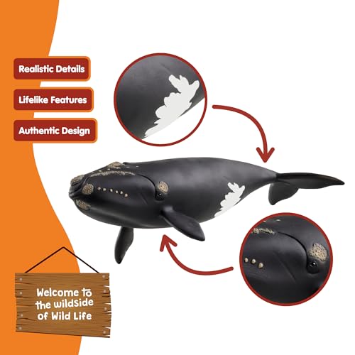 Schleich North Atlantic Right Whale Toy – 7 Inch Realistic Figurine for Kids Ages 3+
