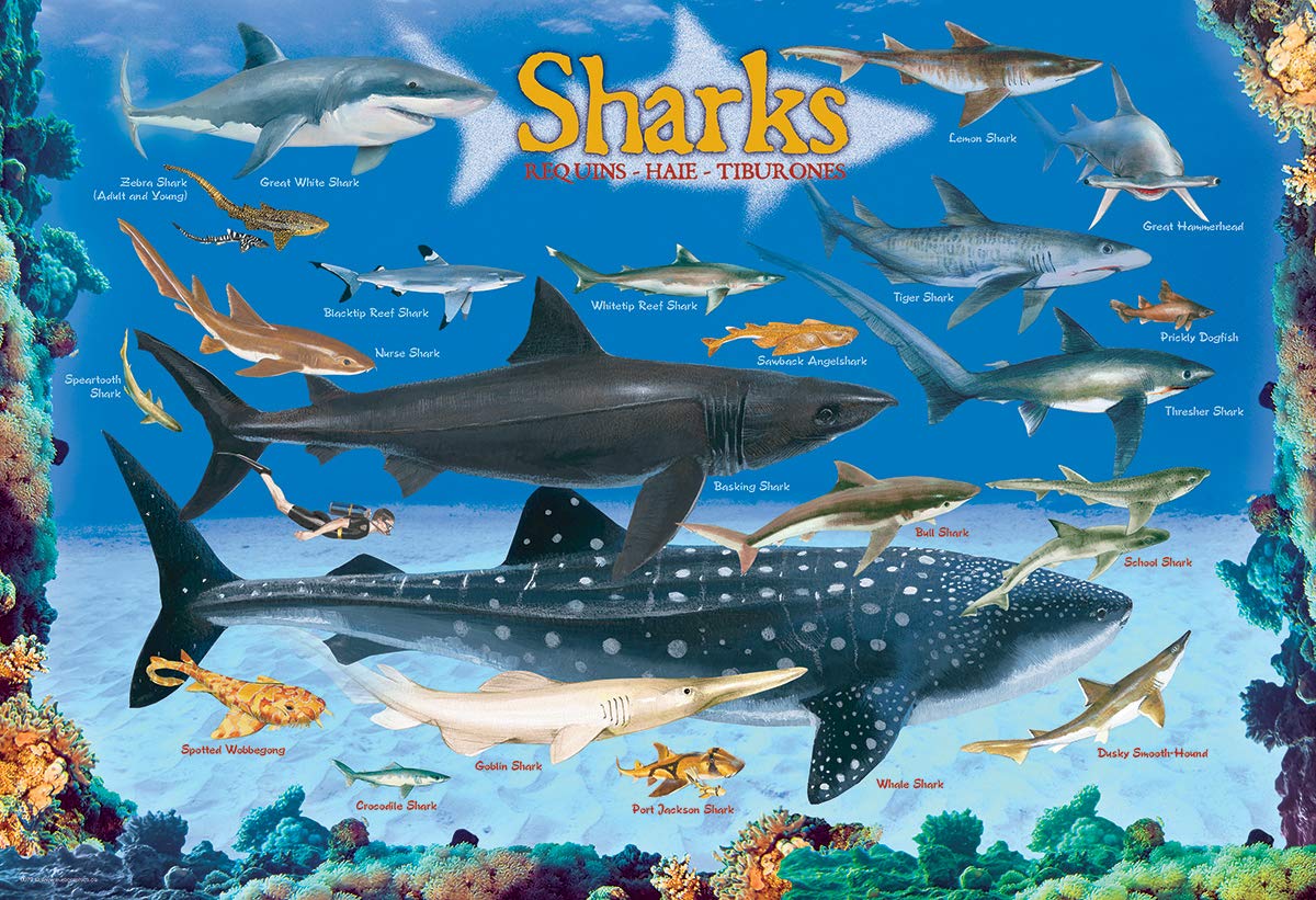 Sharks 100-Piece Jigsaw Puzzle – 13x19 Inches, Eco-Friendly, FSC Certified