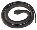 Wild Republic Black Mamba Rubber Snake Toy – 46 Inch Realistic Snake for Kids, Safe & Educational